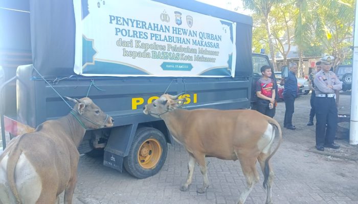 BAZNAS Makassar Apresiasi Dukungan Polres Pelabuhan: Tujuh Ekor Sapi Qurban Siap Disembelih Usai Sholat Idul Adha