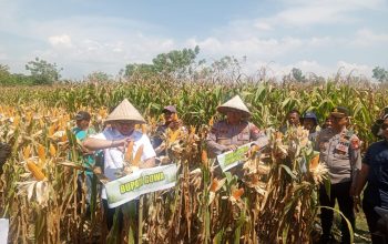 Kapolda Sulsel Hadiri Panen Raya Jagung Serentak Kuartal III di Kabupaten Gowa