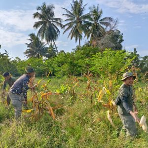 Dukung Ketahanan Pangan Nasional, Satgas Madago Raya Panen Jagung di Poso