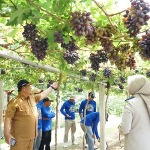 Jadi Kawasan Agrowisata Favorit Kota Palu, Kebun Anggur Duyu Bangkit Bukti Kerja GTRA