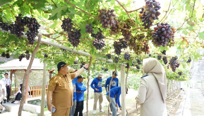 Jadi Kawasan Agrowisata Favorit Kota Palu, Kebun Anggur Duyu Bangkit Bukti Kerja GTRA