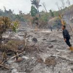 Kelalaian Bakar Jerami, Satu Hektare Kebun Dilalap Api