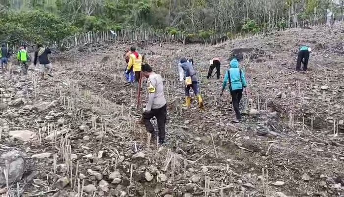 Dukung Ketahanan Pangan Nasional, Polres Gowa Ambil Bagian dalam Penanaman Jagung 812 Hektare