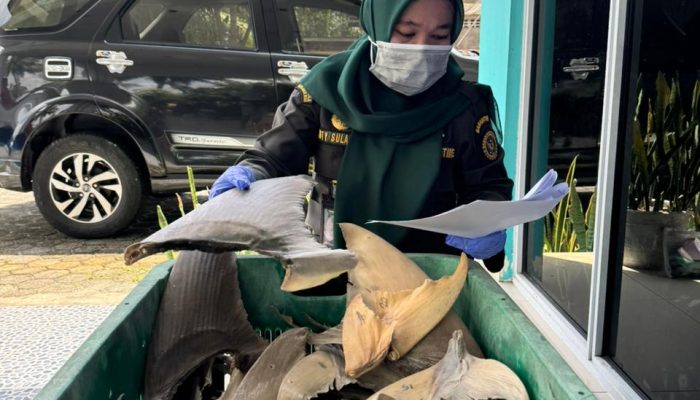 Bebas HPIK, Sirip Ikan Hiu Diterbitkan Sertifikat Kesehatan