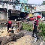 Perintis Presisi Samapta Polres Gowa Respon Cepat Pohon Tumbang, Arus Lalu Lintas Kembali Lancar