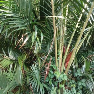 Rumbia di Aceh Barat Tak lagi berbuah Penjualan Rujak dimeulaboh Hilang cita rasa